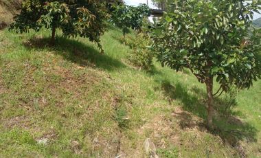 Hermosa propiedad productiva con casa de 2.8 hectarias en Palmas