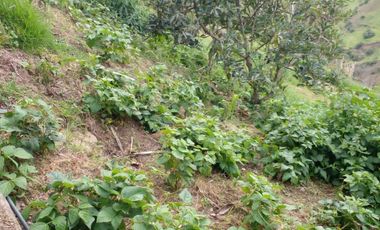 Hermosa propiedad productiva con casa de 2.8 hectarias en Palmas