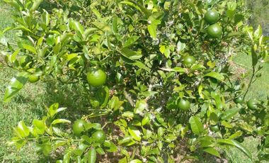 Hermosa propiedad productiva con casa de 2.8 hectarias en Palmas