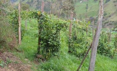 Hermosa propiedad productiva con casa de 2.8 hectarias en Palmas