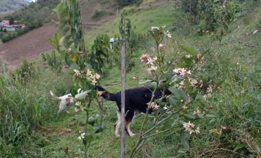 Hermosa propiedad productiva con casa de 2.8 hectarias en Palmas