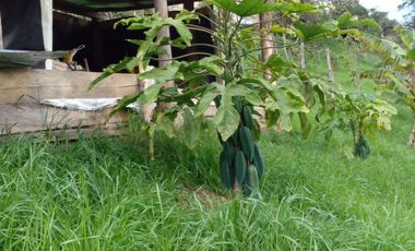 Hermosa propiedad productiva con casa de 2.8 hectarias en Palmas