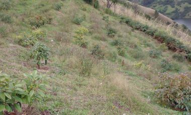 Hermosa propiedad productiva con casa de 2.8 hectarias en Palmas