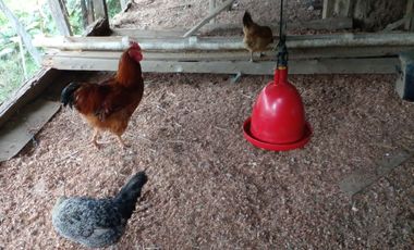 Hermosa propiedad productiva con casa de 2.8 hectarias en Palmas