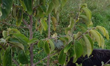 Hermosa propiedad productiva con casa de 2.8 hectarias en Palmas