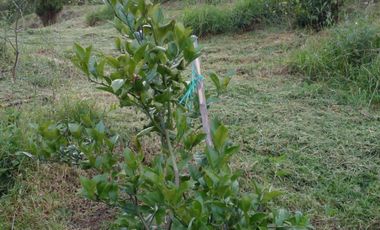 Hermosa propiedad productiva con casa de 2.8 hectarias en Palmas