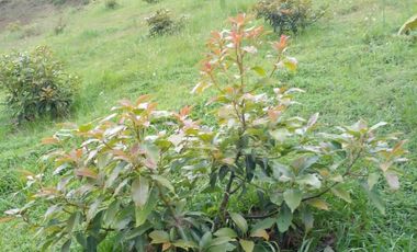 Hermosa propiedad productiva con casa de 2.8 hectarias en Palmas