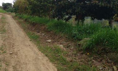 Hermosa propiedad productiva con casa de 2.8 hectarias en Palmas