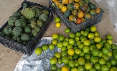 Hermosa propiedad productiva con casa de 2.8 hectarias en Palmas