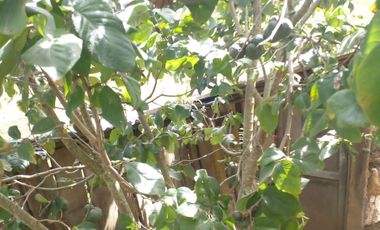 Hermosa propiedad productiva con casa de 2.8 hectarias en Palmas