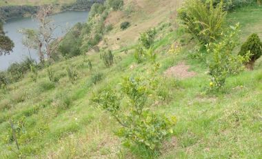 Hermosa propiedad productiva con casa de 2.8 hectarias en Palmas