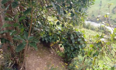 Hermosa propiedad productiva con casa de 2.8 hectarias en Palmas