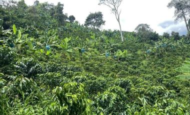 Venta Hermosa Finca Doble Propósito productiva y campestre Combia-Pereira