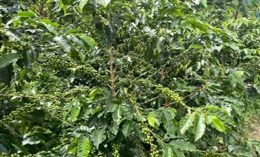 Venta Hermosa Finca Doble Propósito productiva y campestre Combia-Pereira