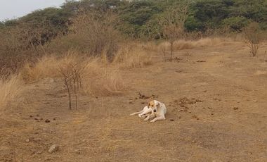 VENTA DE TERRENO EN ZORRITOS EN TUMBES DE 1,000 M2