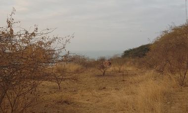 VENTA DE TERRENO EN ZORRITOS EN TUMBES DE 1,000 M2