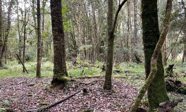 Parcela a 18 Kms. de Frutillar, (Ruta V-200)