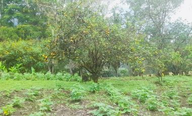 Venta hacienda zona de Intag, sector Santa Rosa, Cotacachi.