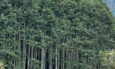 Venta hacienda zona de Intag, sector Santa Rosa, Cotacachi.