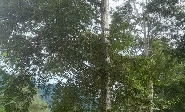 Venta hacienda zona de Intag, sector Santa Rosa, Cotacachi.