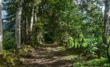 Venta hacienda zona de Intag, sector Santa Rosa, Cotacachi.