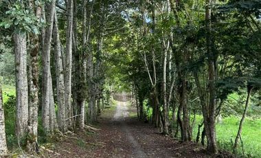 Venta hacienda zona de Intag, sector Santa Rosa, Cotacachi.