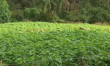 Venta hacienda zona de Intag, sector Santa Rosa, Cotacachi.