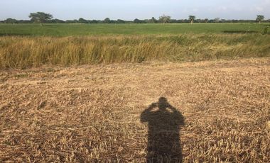 FINCA - PUERTA CERRADA - GRAN OPORTUNIDAD DE INVERSIÓN AGROINDUSTRIAL – PONEDERA