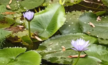 Lokasi Yang Strategis untuk Wisata di Lembang Sudah ada Ijin KBU, Jl. Kolonel Masturi