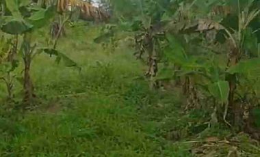Dijual Tanah 1,3 Ha Zona Industri Rangkasbitung Lebak Banten