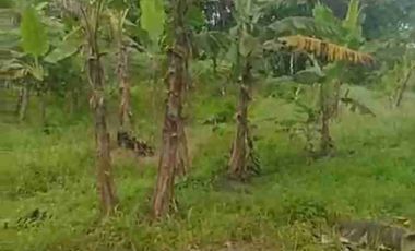 Dijual Tanah 1,3 Ha Zona Industri Rangkasbitung Lebak Banten