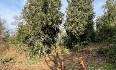 PARCELA DE 6.300 M2 EN LA COMUNA DE RÍO BUENO