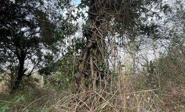 PARCELA DE 6.300 M2 EN LA COMUNA DE RÍO BUENO