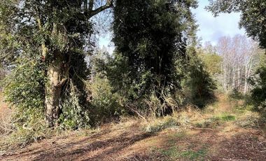 PARCELA DE 6.300 M2 EN LA COMUNA DE RÍO BUENO