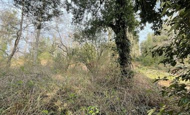 PARCELA DE 6.300 M2 EN LA COMUNA DE RÍO BUENO