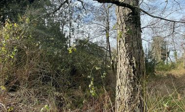 PARCELA DE 6.300 M2 EN LA COMUNA DE RÍO BUENO