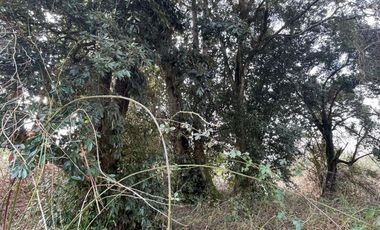 PARCELA DE 6.300 M2 EN LA COMUNA DE RÍO BUENO