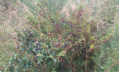 Parcela en Venta – Sector Santa Elvira, Valdivia