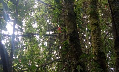 Parcela en Venta – Sector Santa Elvira, Valdivia