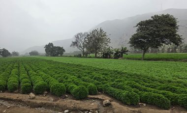 Terreno Rural En Venta En Carabayllo