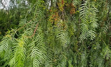 EXELENTE OPORTINIDAD TERRENO EN SAN JUAN TILCUATLA IDEAL PARA DESARROLLO HABITACINAL