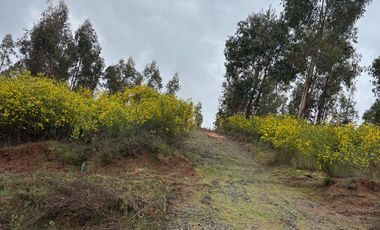 Parcela 5.000 m2 cerca de Copiulemu, Camino Concepción -  Cabrero. Región del Bio Bio