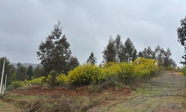 Parcela 5.000 m2 cerca de Copiulemu, Camino Concepción -  Cabrero. Región del Bio Bio