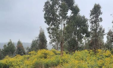 Parcela 5.000 m2 cerca de Copiulemu, Camino Concepción -  Cabrero. Región del Bio Bio