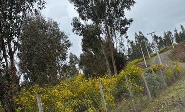 Parcela 5.000 m2 cerca de Copiulemu, Camino Concepción -  Cabrero. Región del Bio Bio