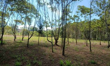 VENDO PARCELA  LEBRIJA FRENTE AL MIRADOR DEL AEROPUERTO FRENTE AL RESTAURANTE LA CUCHARA DE PALO