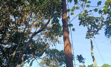 VENDO PARCELA  LEBRIJA FRENTE AL MIRADOR DEL AEROPUERTO FRENTE AL RESTAURANTE LA CUCHARA DE PALO