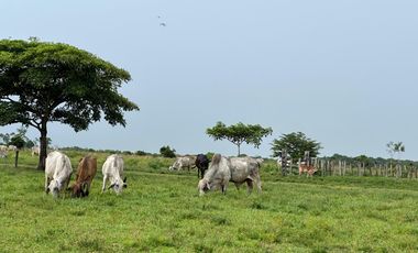 FINCA GANADERA DE 2.053 HECTAREAS EN TRINIDAD - CASANARE