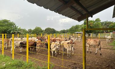 FINCA GANADERA DE 2.053 HECTAREAS EN TRINIDAD - CASANARE