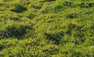 Terreno en Venta 38,6 HECTAREAS, Pupunahue  Valdivia, cercano Río Calle Calle